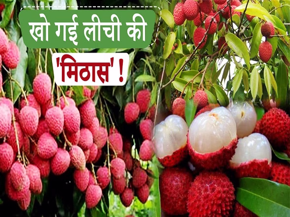 कभी लीची थी देहरादून की मीठी पहचान !