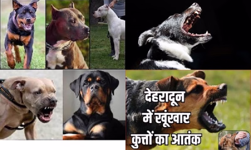 कुत्तों का बम्पर रजिस्ट्रेशन