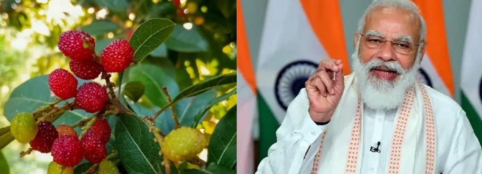 मुख्यमंत्री धामी ने भिजवाए थे काफल, प्रधानमंत्री मोदी को भाए उत्तराखंड के काफल: