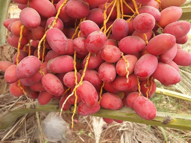 लाल खजूर खाने के फायदे और 1 दिन में कितने खजूर खा सकते हैं?