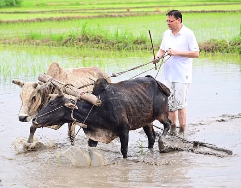 मुख्यमंत्री ने खटीमा में की धान रोपाई, किसानों के श्रम को किया नमन