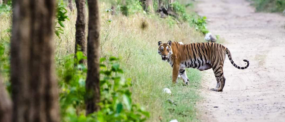 उत्तराखंड: कार्बेट टाइगर रिजर्व में फुल डे सफारी का प्रस्ताव, पर्यटक दिनभर कर सकेंगे ‘राजा’ और ‘गजराज’ का दीदार