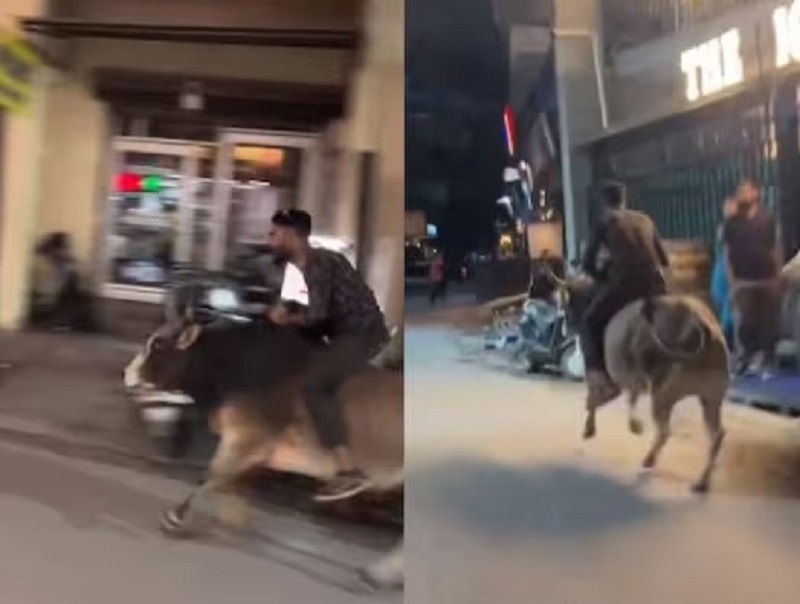 आधी रात को सांड की सवारी करना पड़ गया भारी, नौकरी भी गई: ऋषिकेश