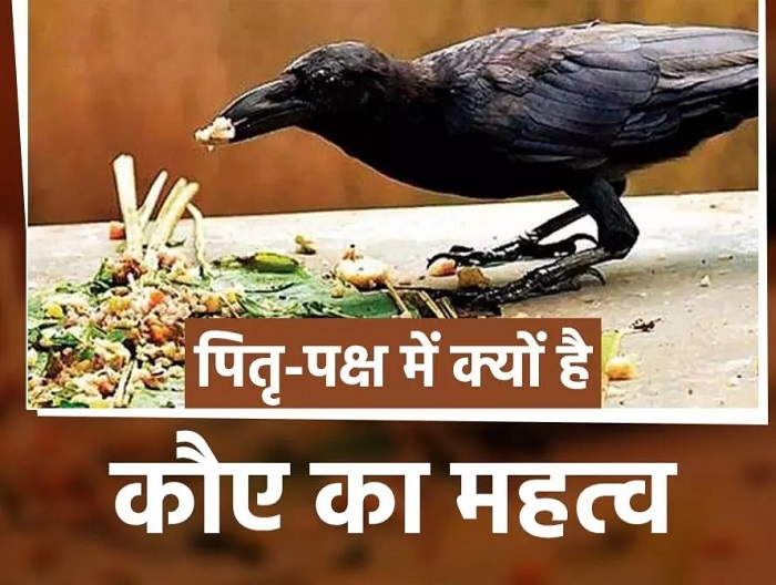 पितृ पक्ष में क्यों कराया जाता है कौवे को भोजन?