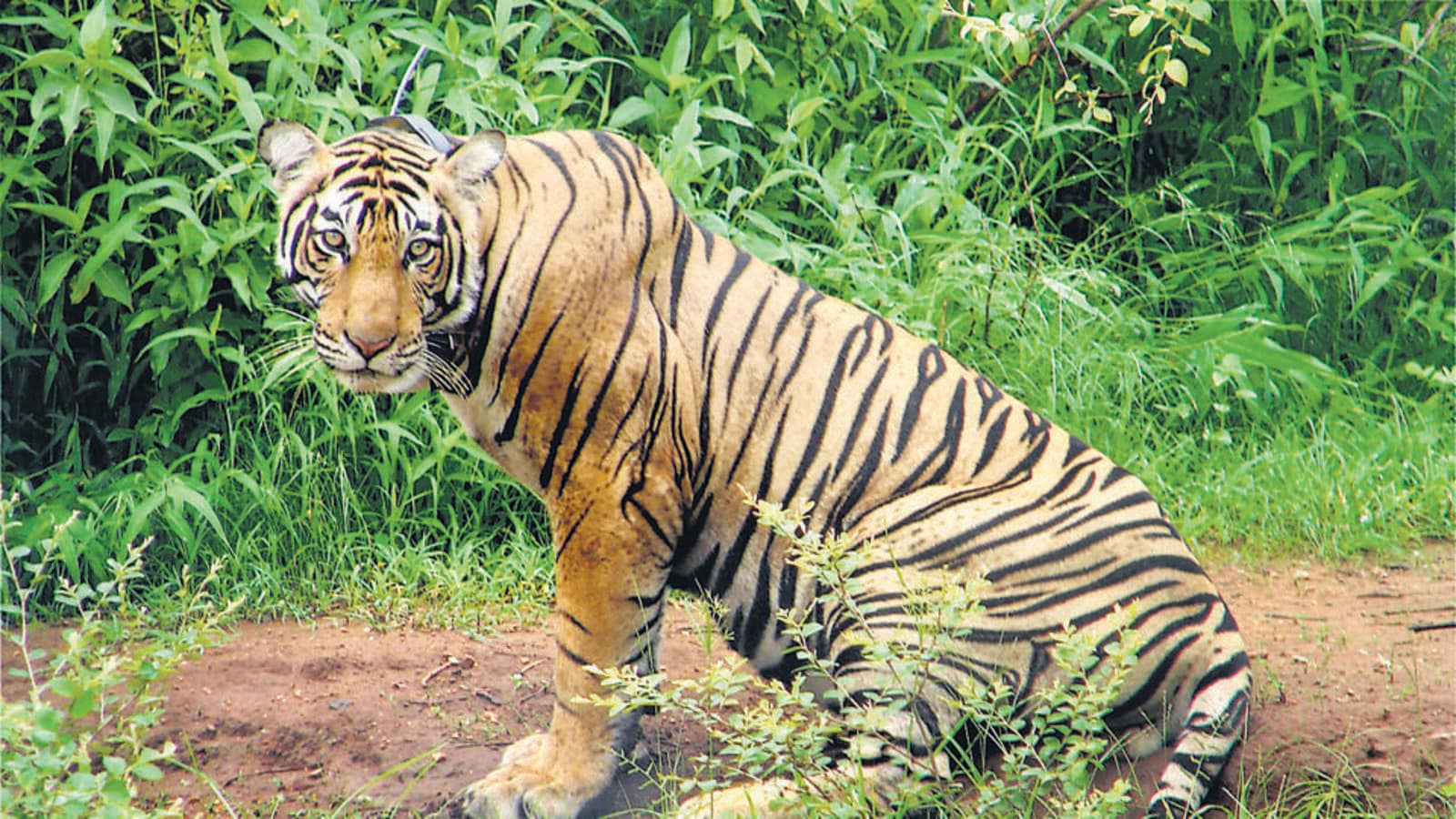 Tiger Attack: बाघ के आगे 60 KM की रफ्तार भी पड़ी कम, बाइक सवार को कार्बेट के जंगल में खींच ले गया.. जानिए पूरी घटना