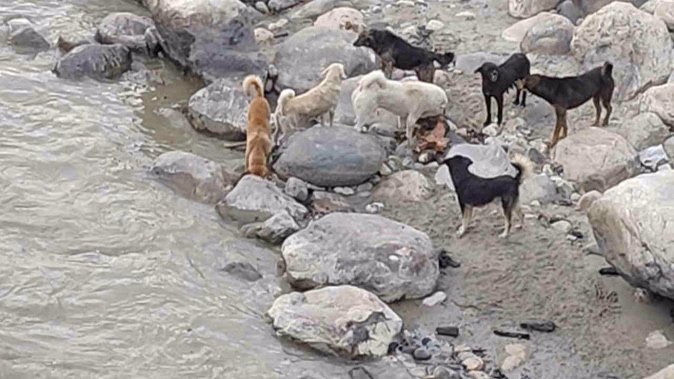 उत्तरकाशी में अमानवीय दृश्य: मोक्ष केदार घाट पर अधजले शवों को नोच रहे आवारा कुत्ते.