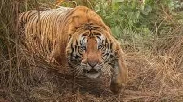 उत्तराखंड मे कितने बाघ – बताएगी तस्वीरें