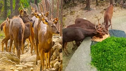 सर्दी बढ़ते ही बदला वन्य जीवों का मेन्यू, सांपों के लिए लगाए हीटर